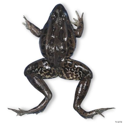 Carolina's Perfect Solution® Preserved Frog Lab Specimens
