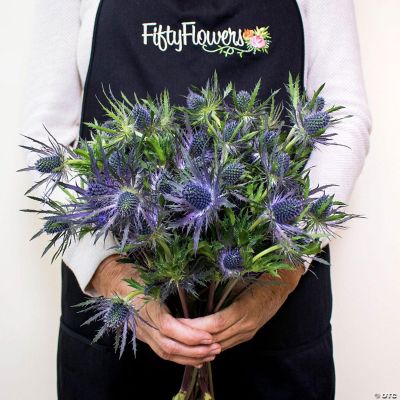 Bulk Flowers Fresh Thistle Blue Flowers Oriental Trading
