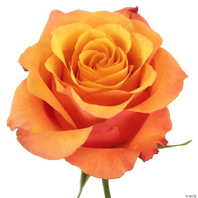 Bulk Flowers Fresh Light Orange Roses Oriental Trading