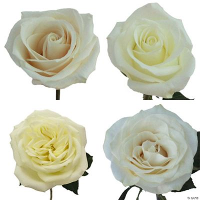 Bulk Flowers Fresh White Roses Oriental Trading