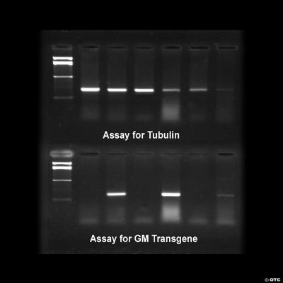 Carolina Biological Supply Company GM Food Extraction, Amplification