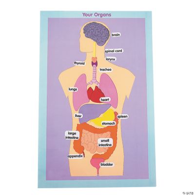 Organs of the Human Body Giant Sticker Scenes - Oriental Trading