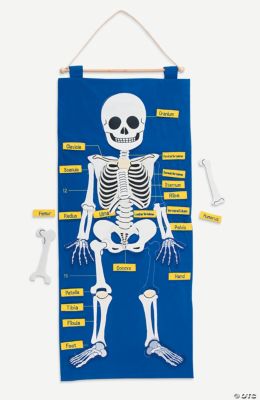 Skeleton Learning Chart Set Discontinued