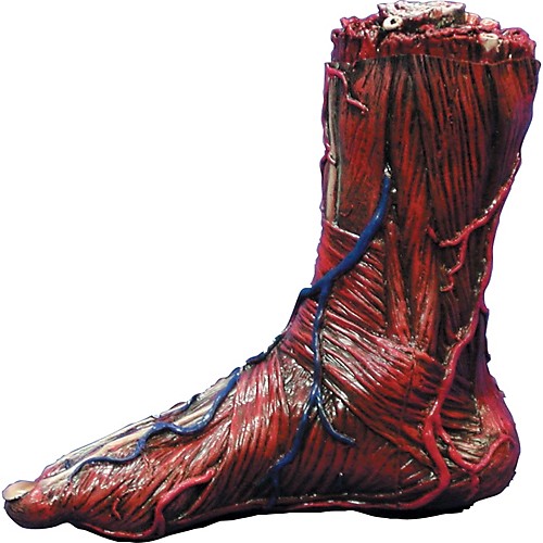 Featured Image for Skinned Right Foot