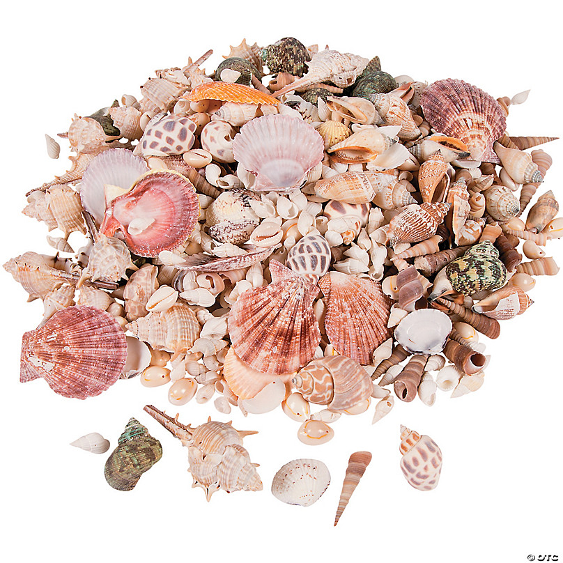 Mixed Sea Shell in a Native Basket  12 Inches – Seashell Supplies