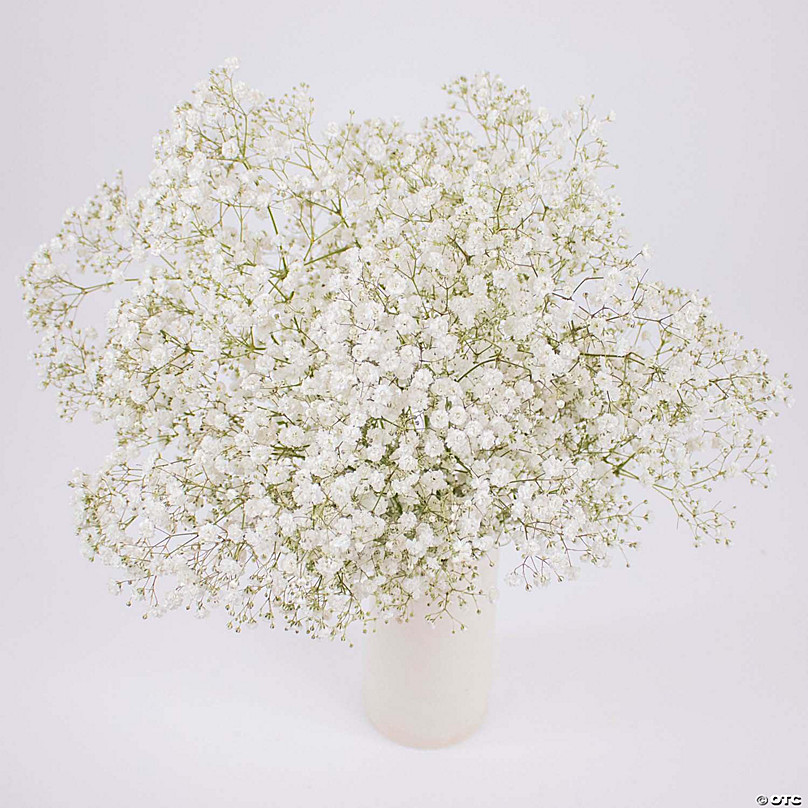 Babies Breath  Annapolis - Glen Burnie (MD) Bulk Flowers