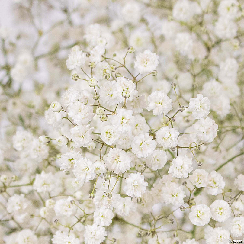 Bulk Flowers Fresh Baby's Breath White Flowers