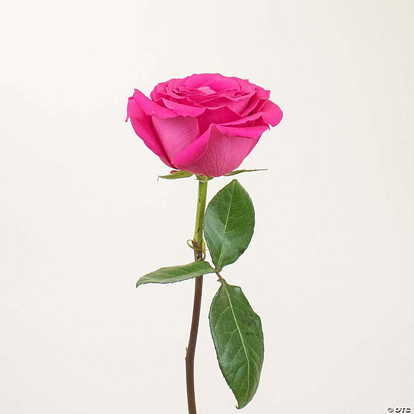 images of single pink roses