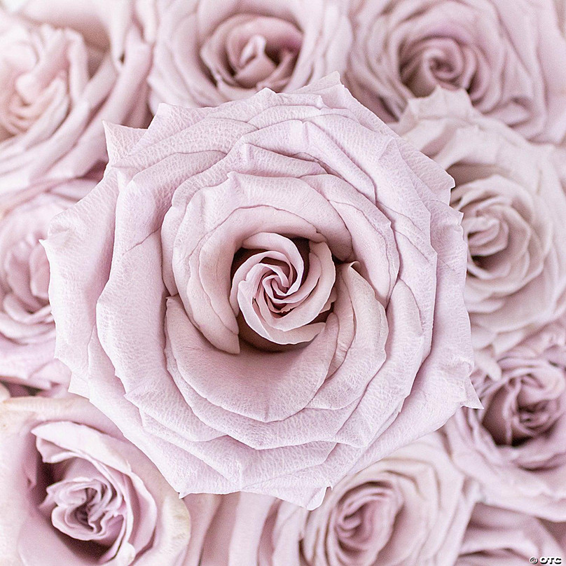 Bulk Flowers Fresh Pinky Purple Roses