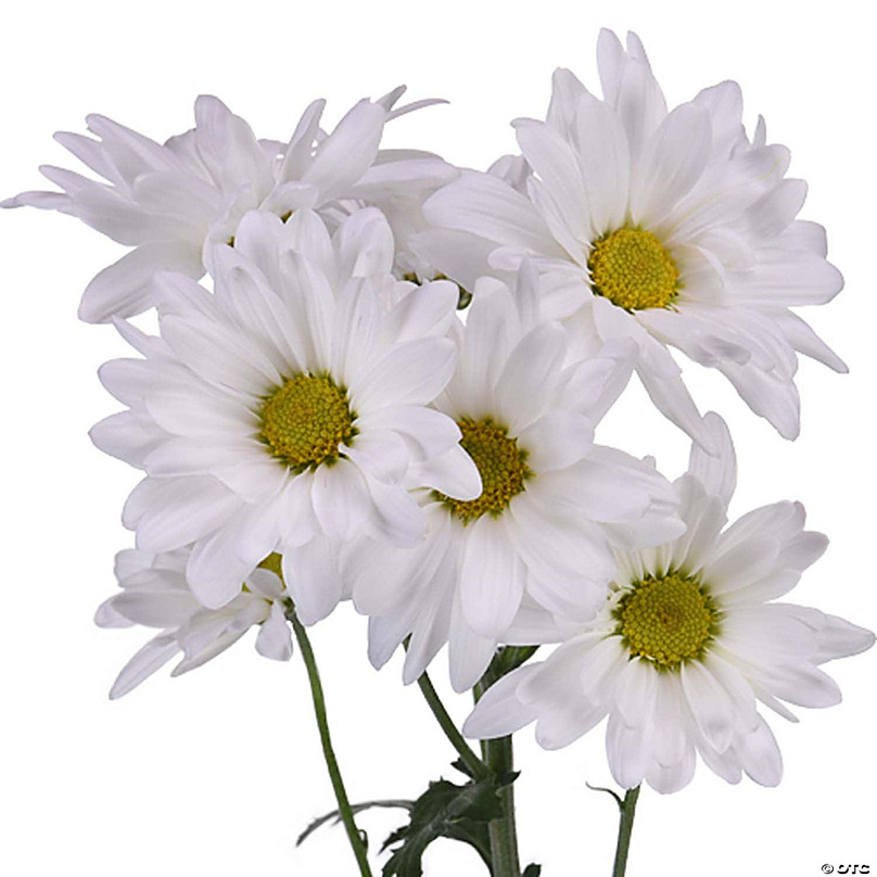 White Daisy Pom Flower