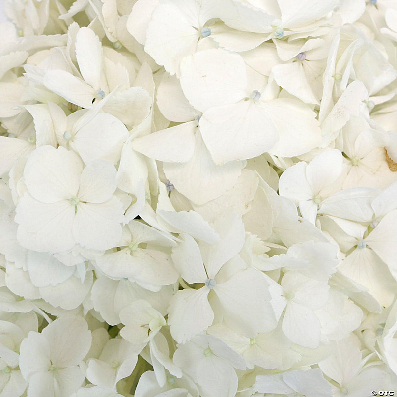 Bulk Flowers Fresh White and Bright Spring Bouquet