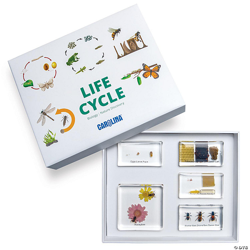 https://s7.orientaltrading.com/is/image/OrientalTrading/FXBanner_808/carolina-honey-bee-life-cycle-set~14298650.jpg