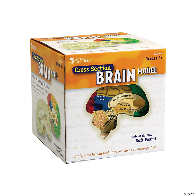 2 Piece Learning Resources Cross-section Brain Model Foam Brain Color Coded Ages 7+ 