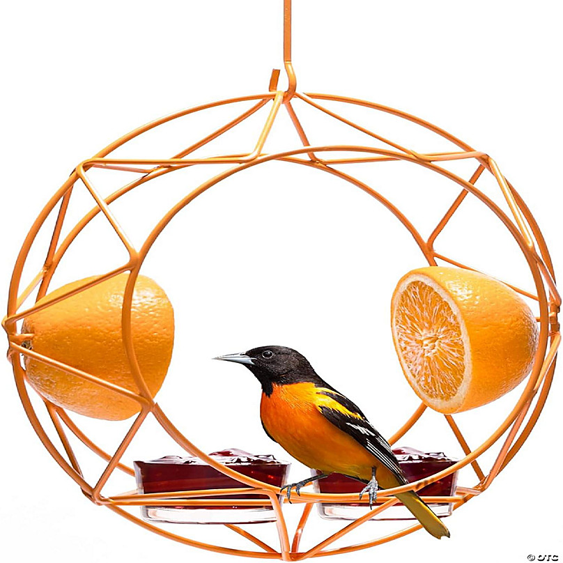 Attracting Baltimore orioles: Put a piece of orange and some jelly on your  bird feeder 