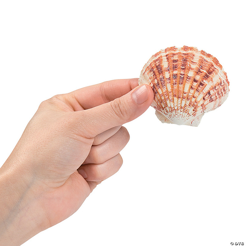 1 Piece Pecten Macarensis Sea Shells Craft Supplies 