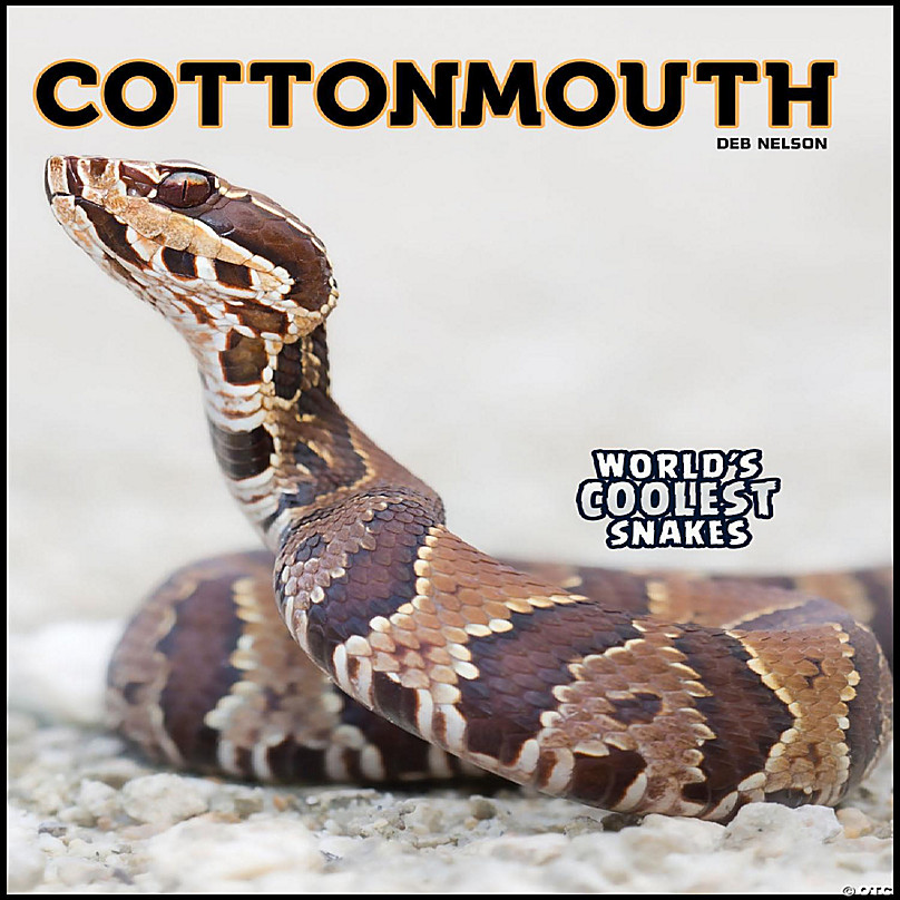 Rourke Educational Media Cottonmouth Oriental Trading 0661