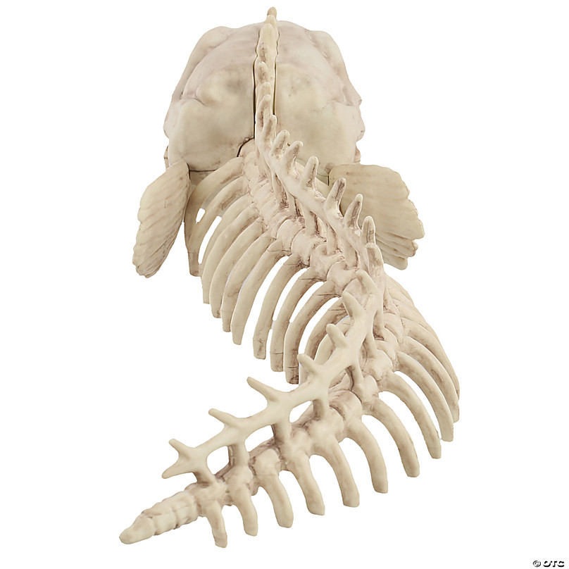 eel skeleton