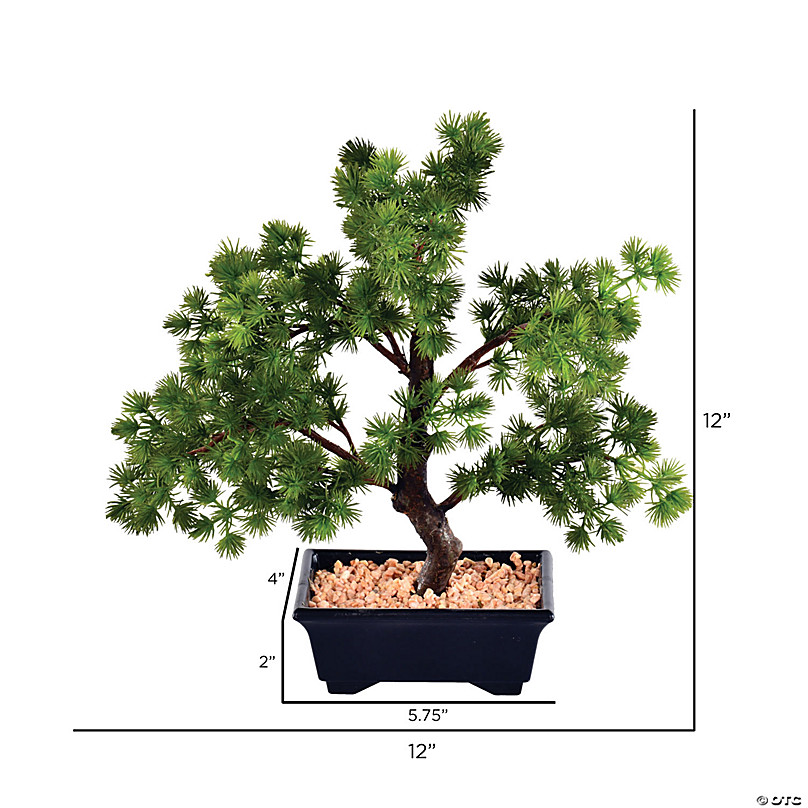 12 potted pine tree