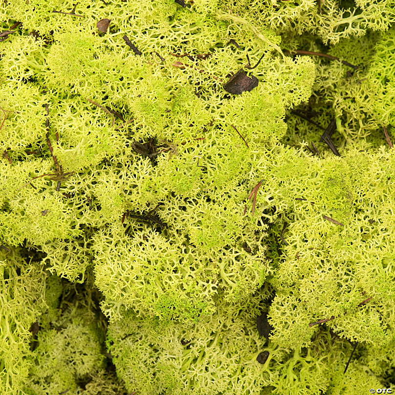 Preserved Lime Green Reindeer Moss