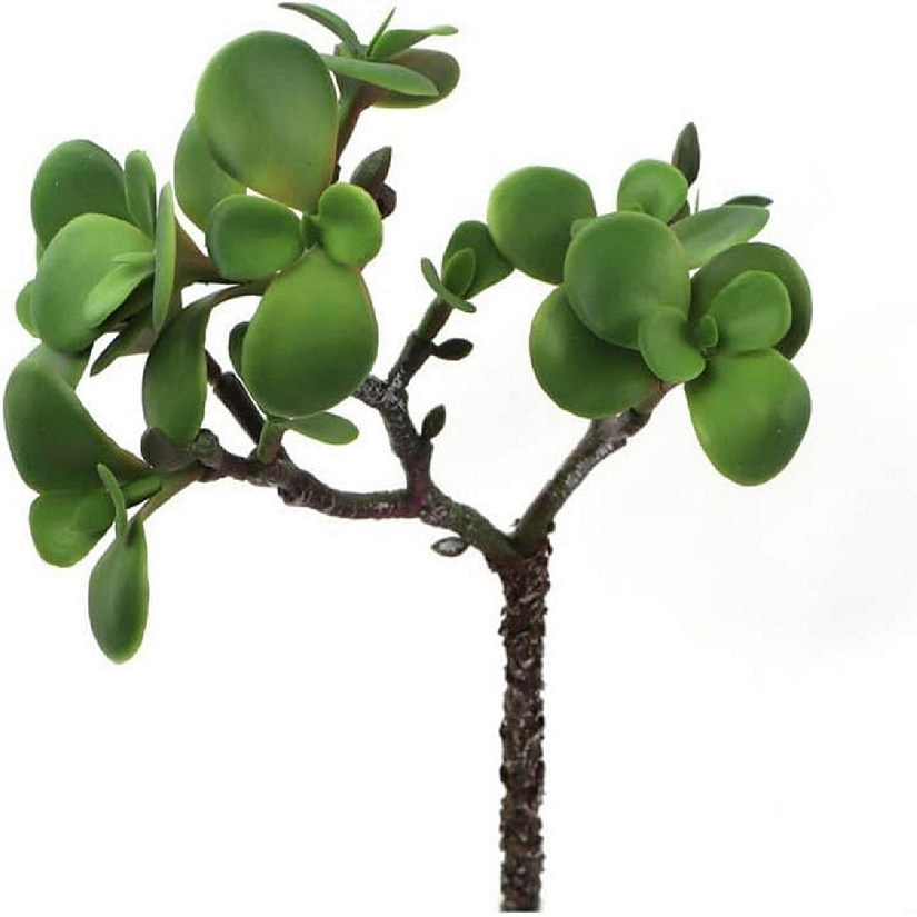 1pc 11" Portulacaria Afra Succulent Image
