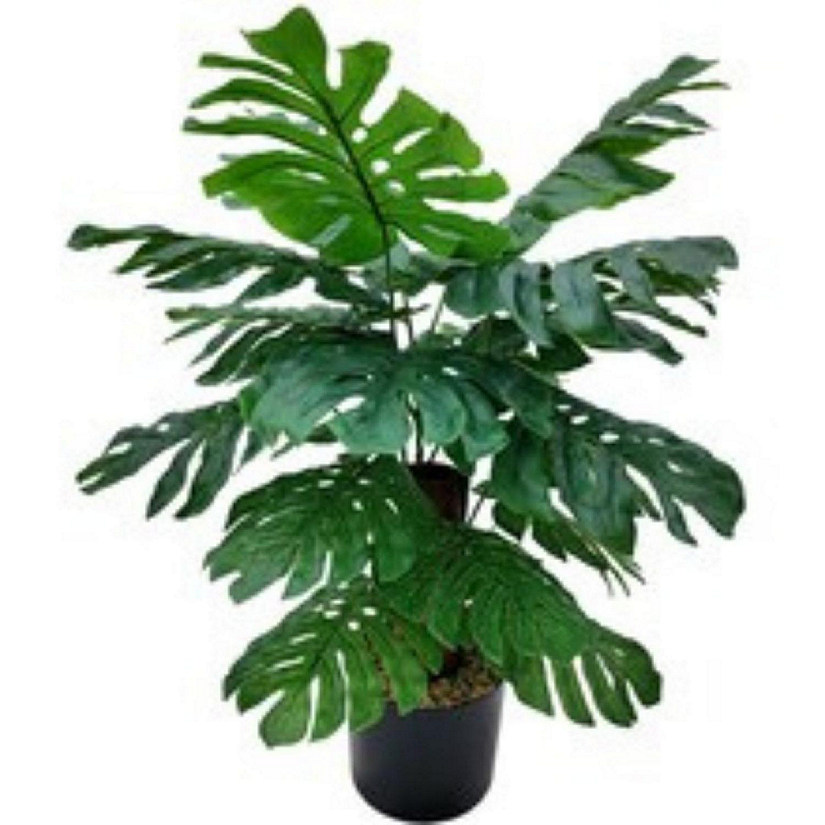 24" Monstera Plant in Black Pot Image