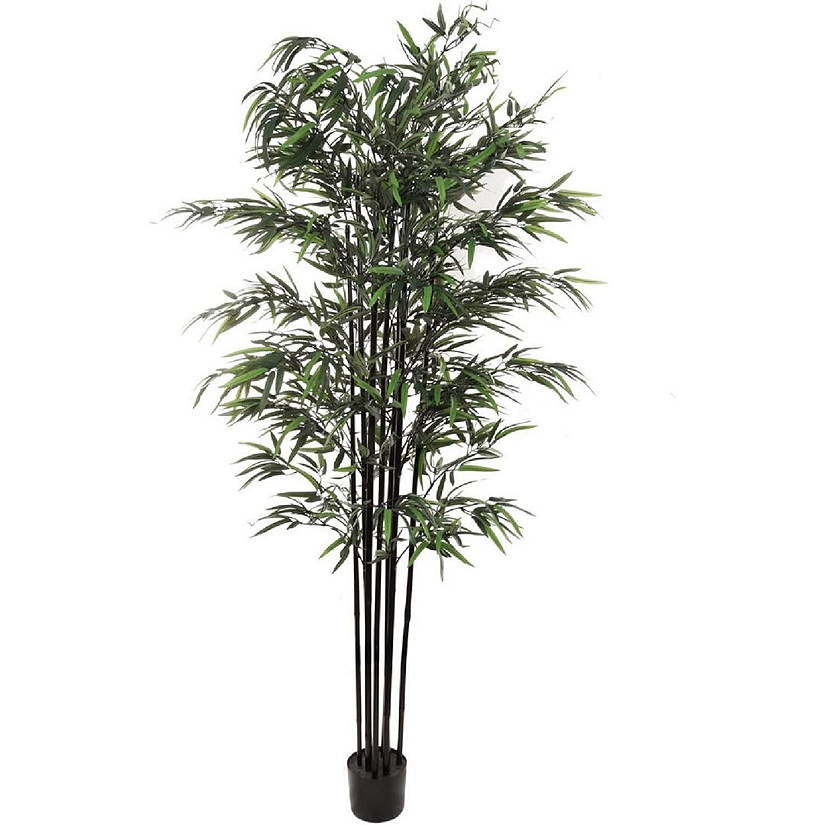 6ft Bamboo Tree in Black Pot Image