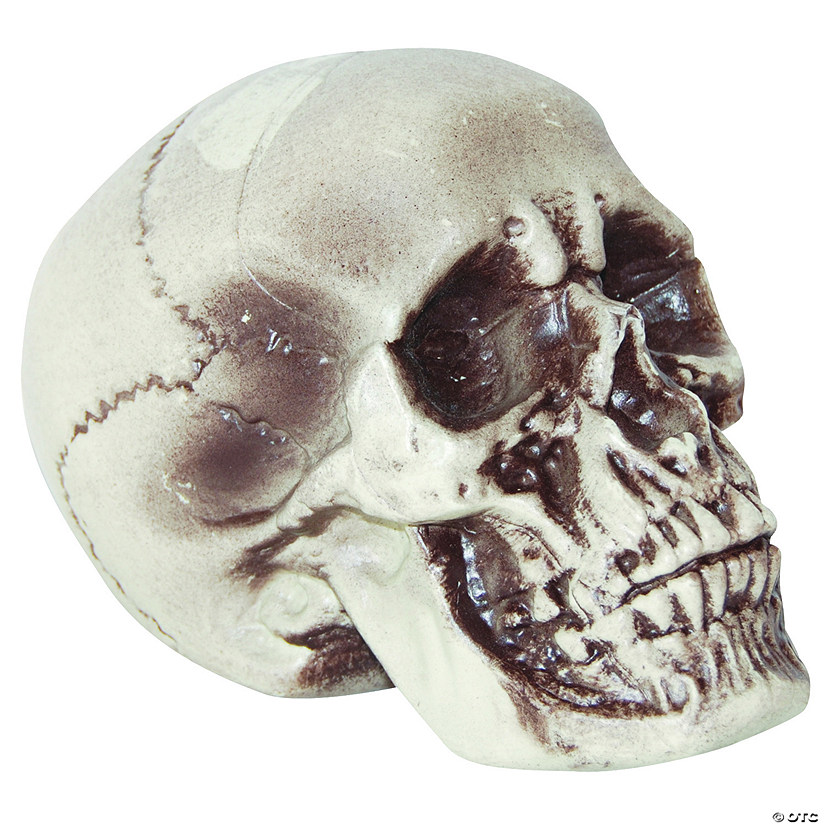 7 1/2" Realistic Skull Decoration Image