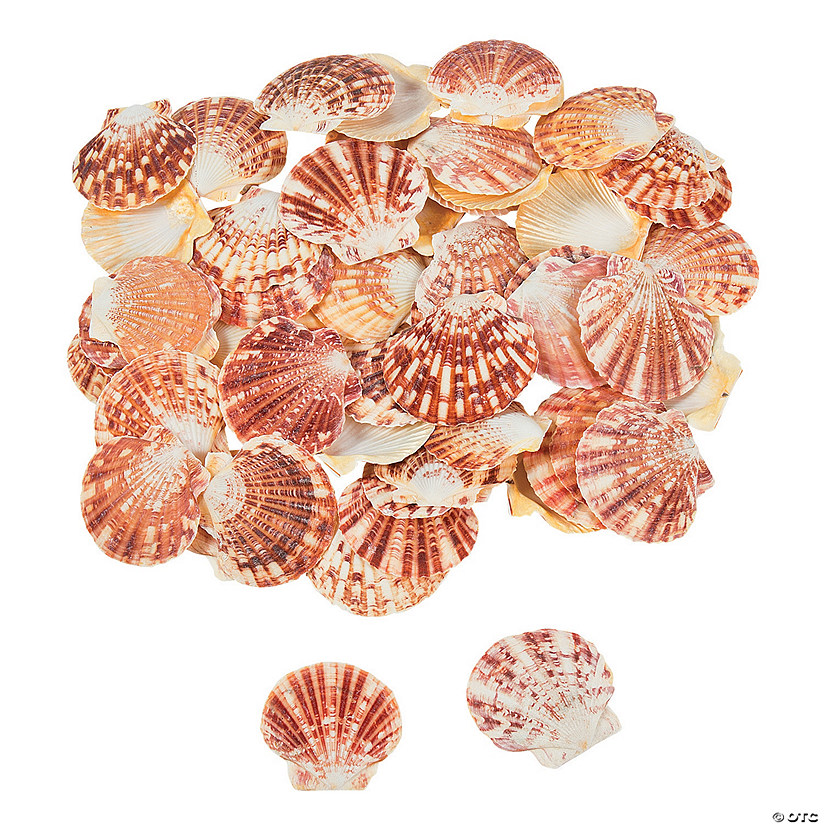 Bulk 120 Pc. Pecten Macarensis Sea Shells Image