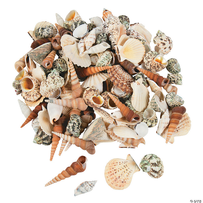 Bulk 540 Pc. 10 Lb. Decorative Sea Shell Assortment Image