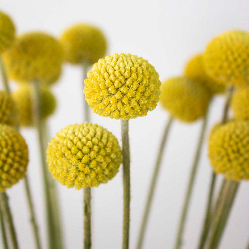 Bulk Flowers Fresh Billy Balls Yellow Flowers Oriental Trading