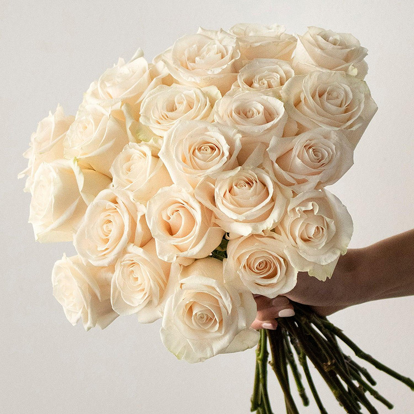 Bulk Flowers Fresh Cream Roses Oriental Trading