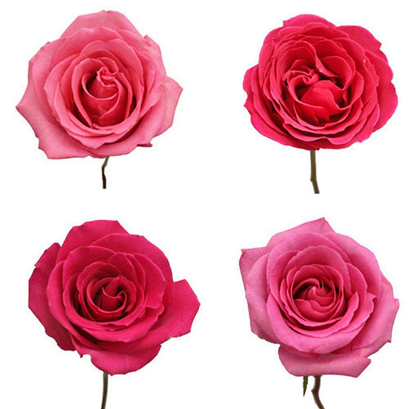 Bulk Flowers Fresh Hot Pink Roses Image