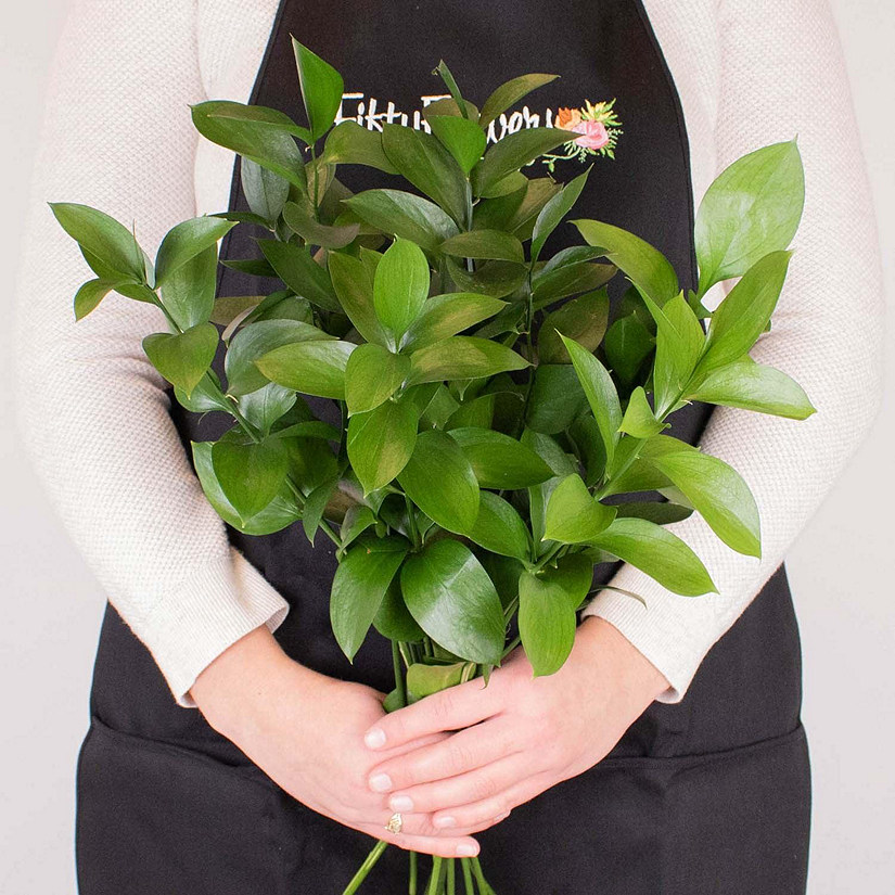 Bulk Flowers Fresh Isreali Ruscus Greenery Oriental Trading