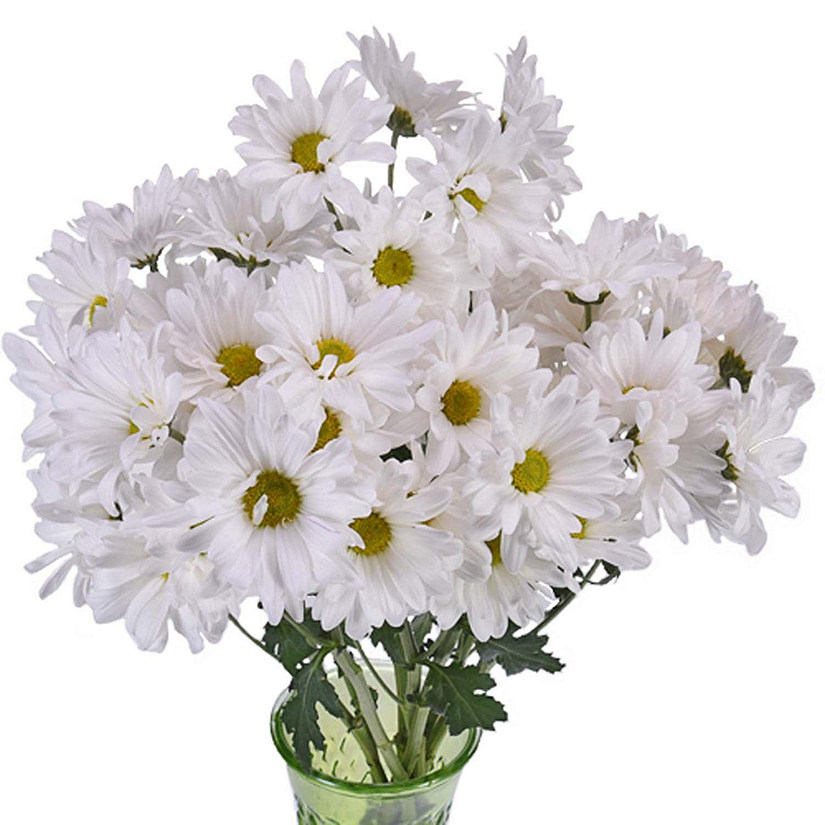 Bulk Flowers Fresh White Daisy Flowers Image