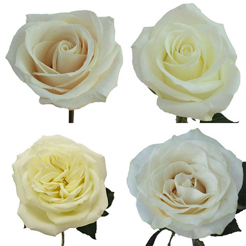 Bulk Flowers Fresh White Roses Image