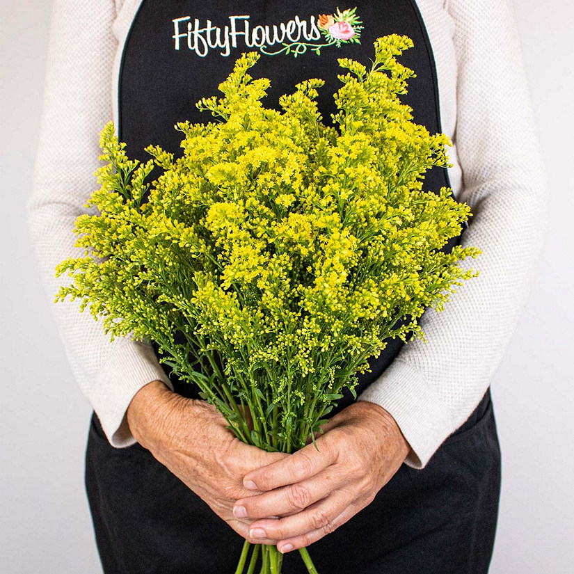 Bulk Flowers Fresh Yellow Solidago Flowers Image