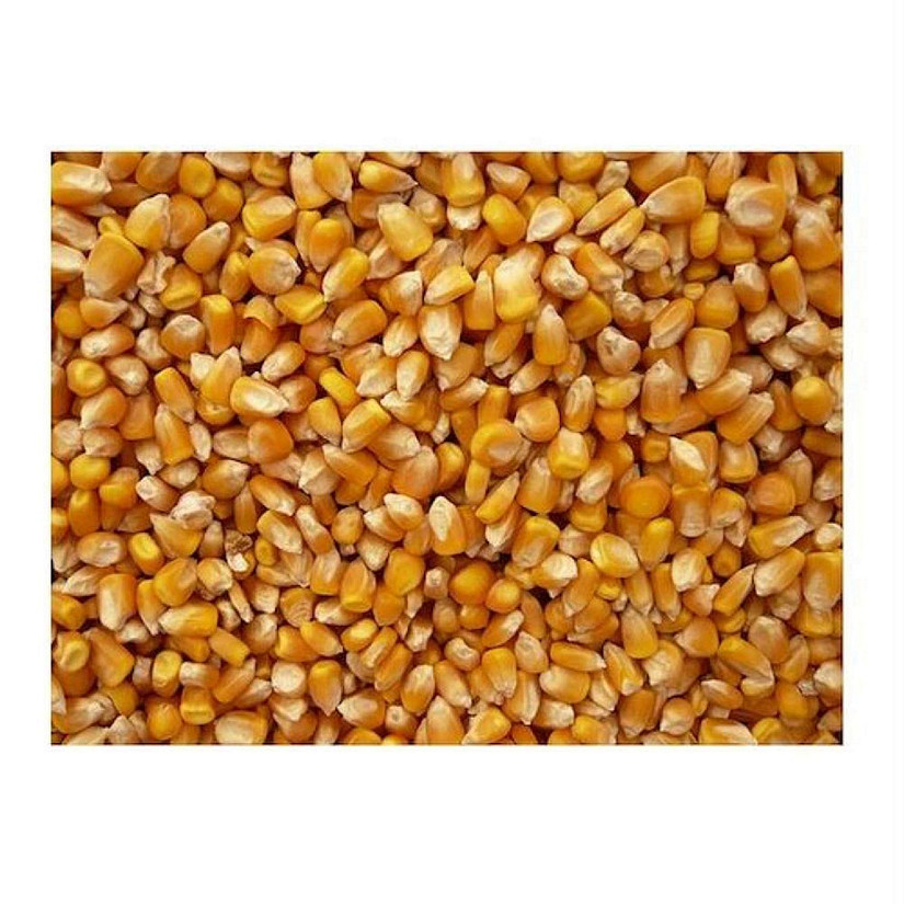 Bulk Grains Organic Yellow Popcorn - Single Bulk Item - 5LB Image