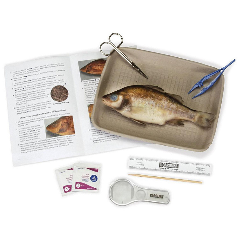 Carolina Biological Supply Company Carolina's Young Scientist&#8482; Perch Dissection Kit Image