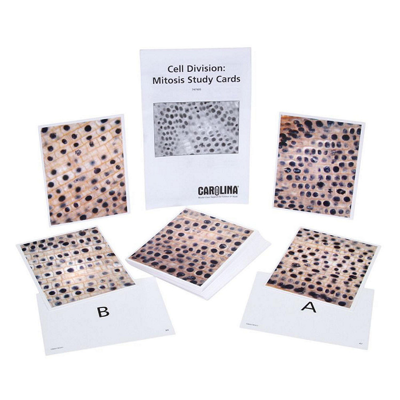 Carolina Biological Supply Company Cell Division: Mitosis Study Cards, Set of 32 Image