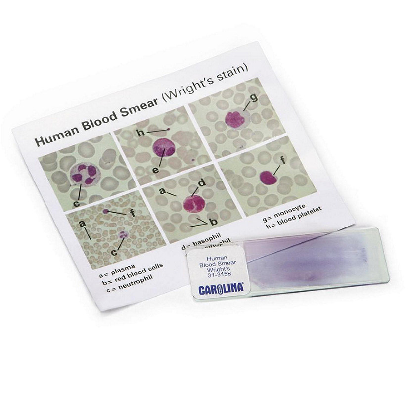 Carolina Biological Supply Company Discovering Human Blood Self-Study Unit, Microscope Slide Set Image