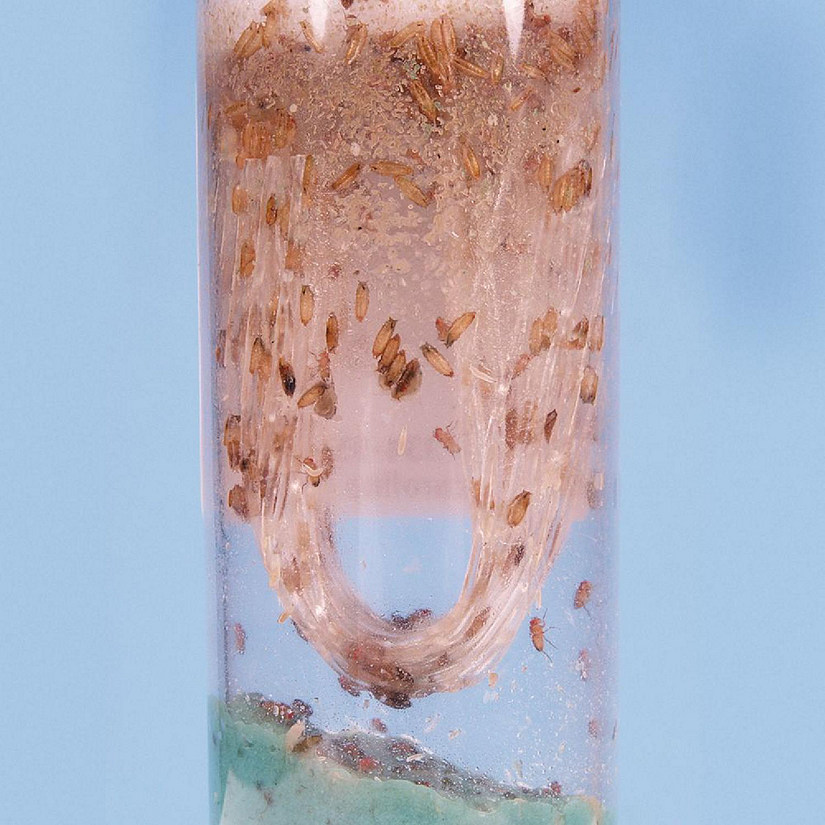 Carolina Biological Supply Company Drosophila, Living, Flightless, Culture Image