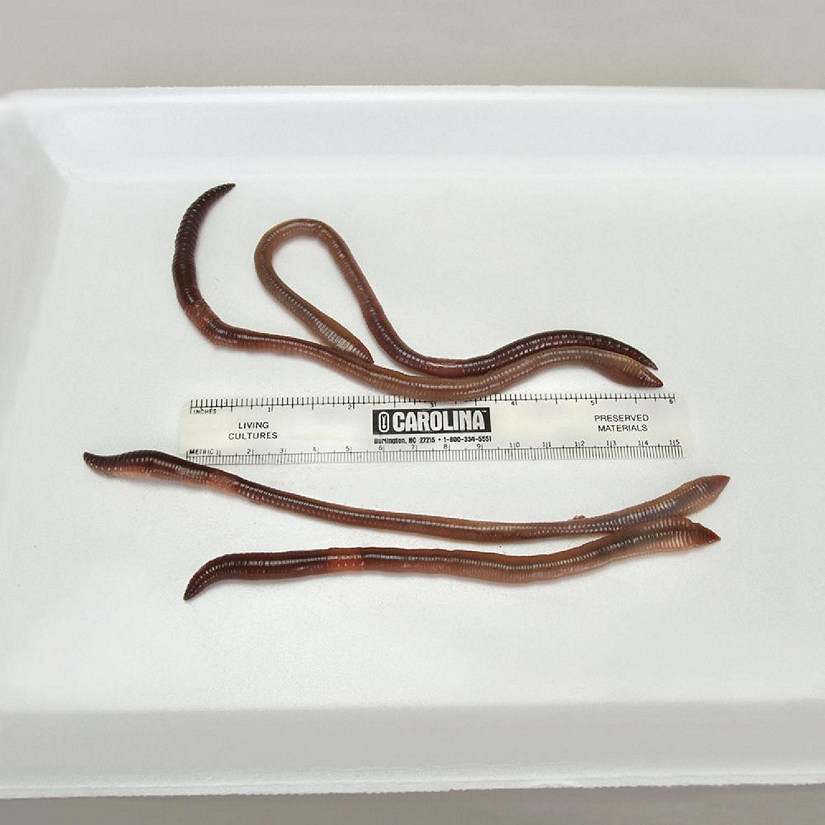 Carolina Biological Supply Company Earthworms, (Lumbricus terrestris), Living, Large, Pack of 12 Image