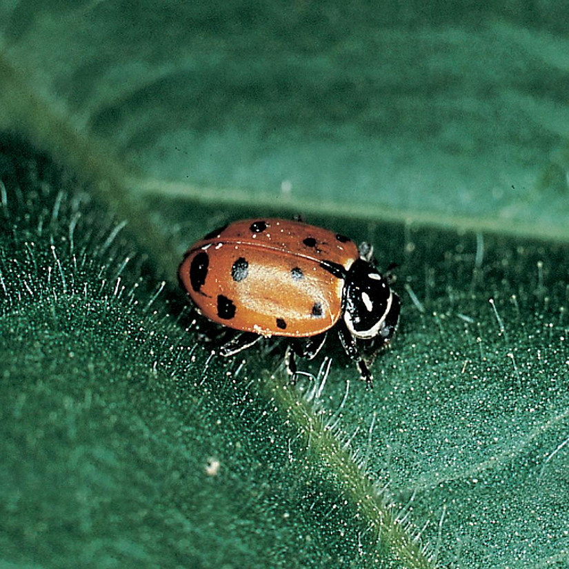 Carolina Biological Supply Company Lady Beetles (Hippodamia convergens), Living, Pack of 100 Image