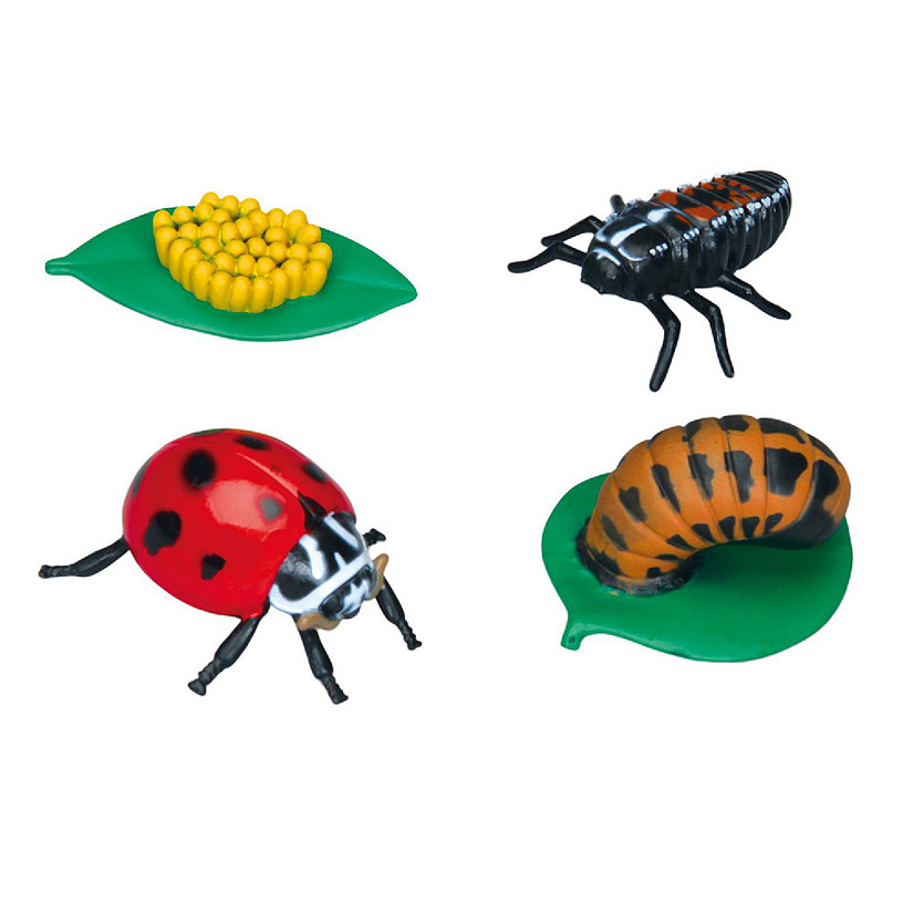 Carolina Biological Supply Company Ladybug Life Cycle Stages Set Image
