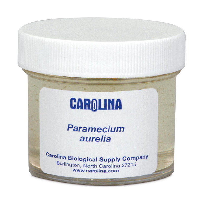 Carolina Biological Supply Company Paramecium aurelia, Living Image