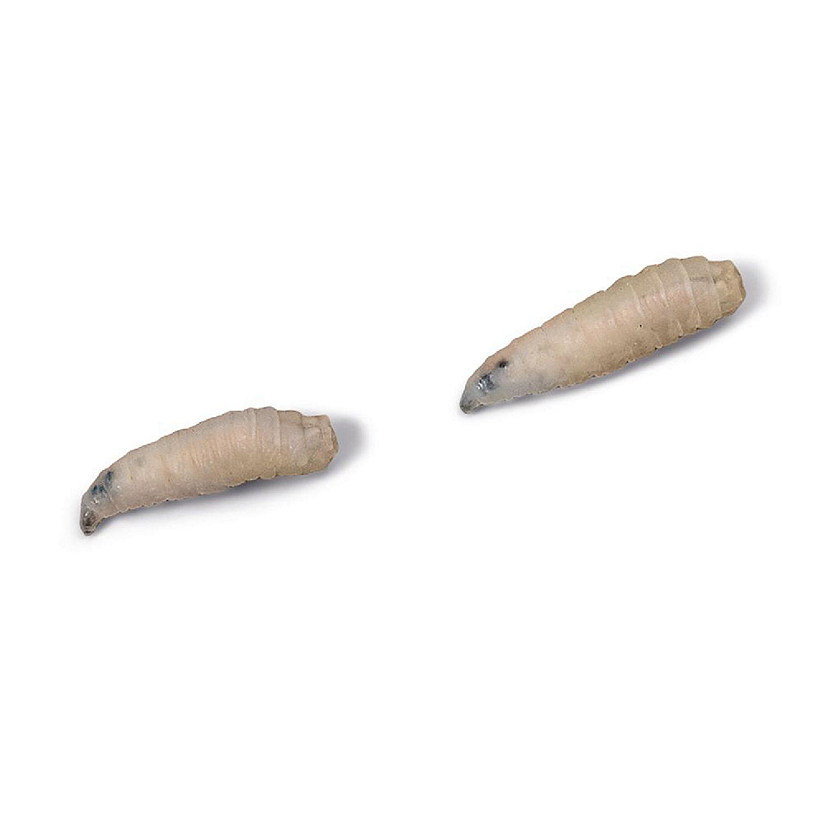 Carolina Biological Supply Company Sarcophaga Larvae (Sarcophaga bullata), Living, Unit 100 Image