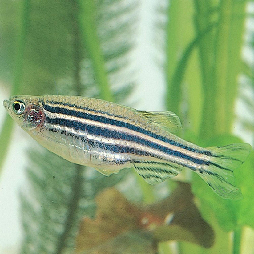 Carolina Biological Supply Company Zebra Fish (Danios), Living, Male, Pack of 3 Image