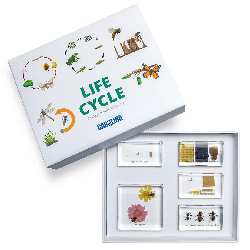 Carolina   Honey Bee Life Cycle Set Image