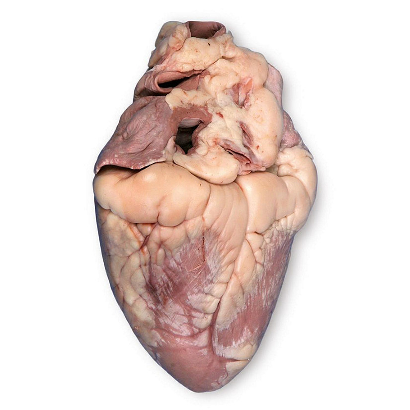Carolina's Perfect Solution&#174; Preserved Pig Heart, Lab Specimen Image