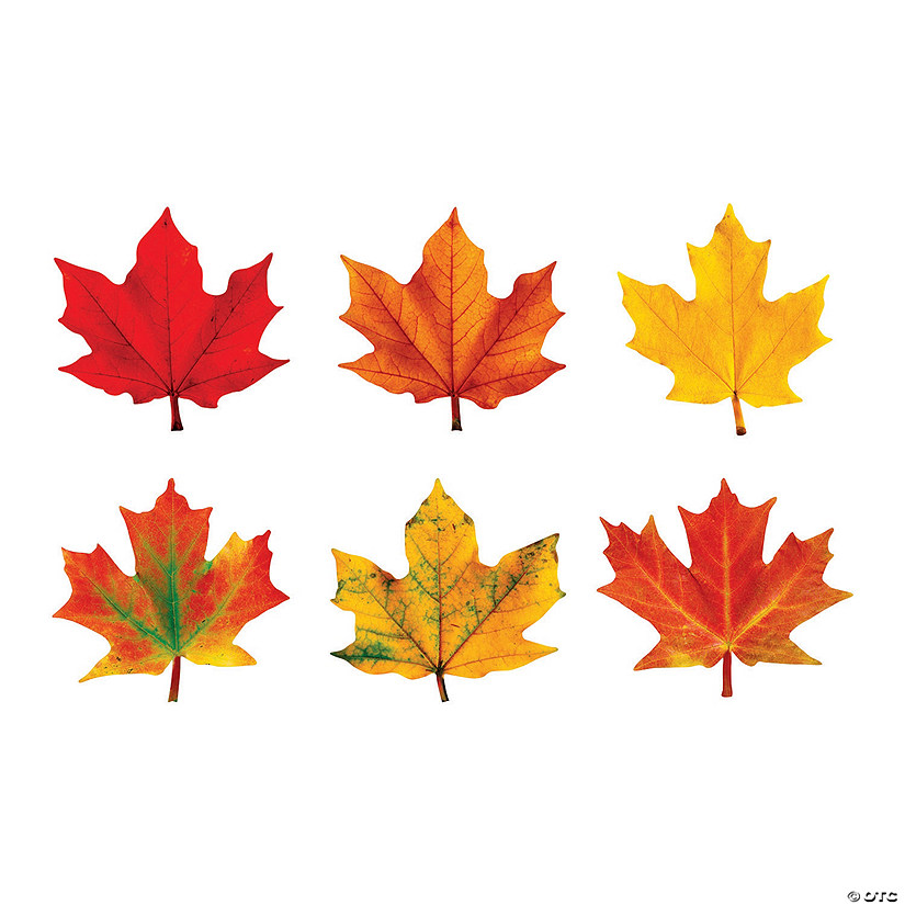 Classic Accents<sup>&#174;</sup> Maple Leaves Bulletin Board Cutouts - 36 Pc. Image